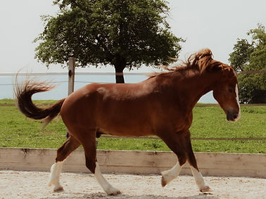 Habanero im Galopp