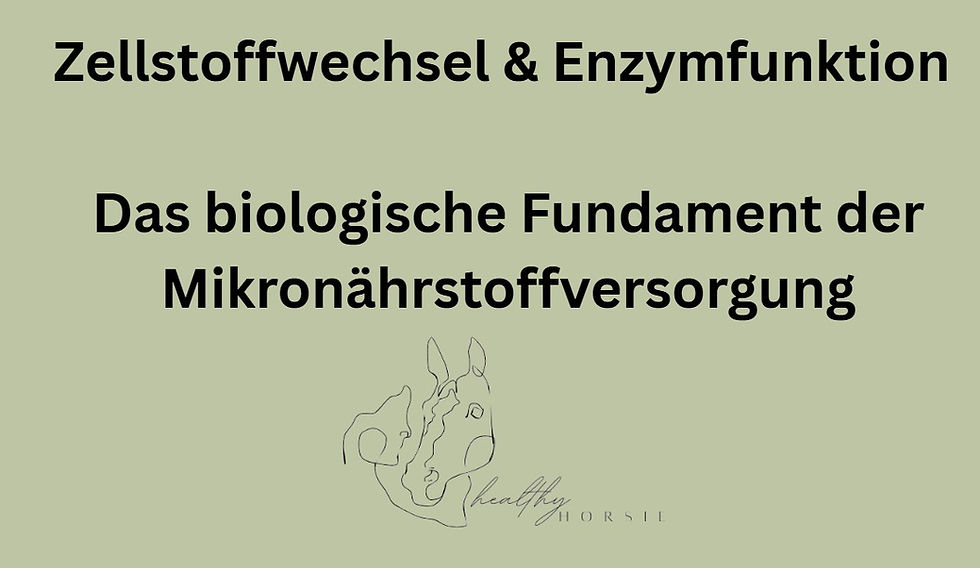 Mineralfutter verstehen – warum Wissen der Schlüssel zur Pferdegesundheit ist