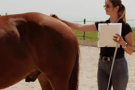 Pferd in Analyse