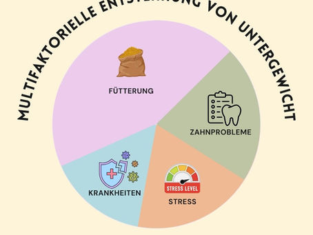 Hilfe mein Pferd ist zu dünn! Ursachen, Fütterung und Aufbau