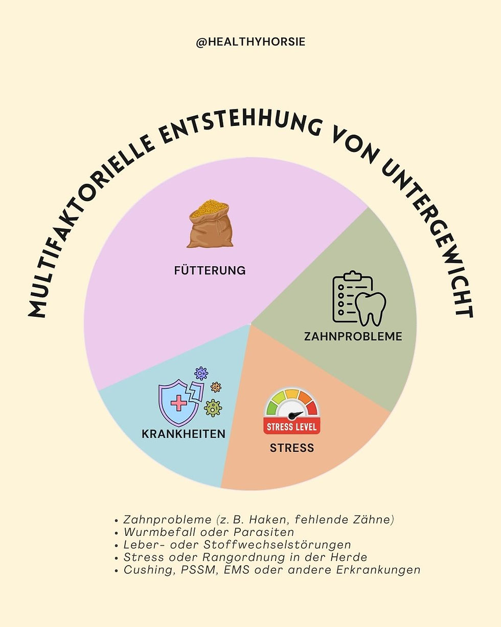 Infografik zur Entstehung von Übergewicht bei Pferden