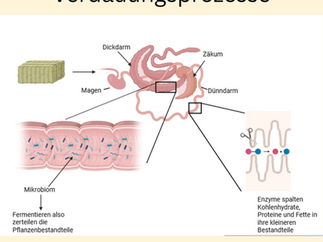 Visualisierung der Verdauung des Pferdes.