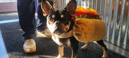 NorthFresh Coffee dog of the month