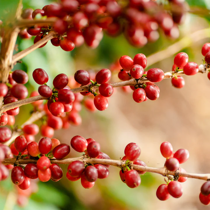 Papua New Guinea - Eastern Highlands