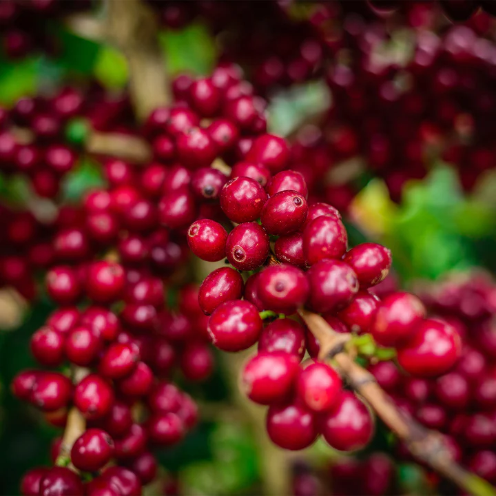 Vietnam Lotus Da Lat SHG
