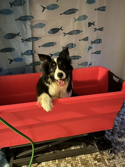 Pongo Badewanne.jpg