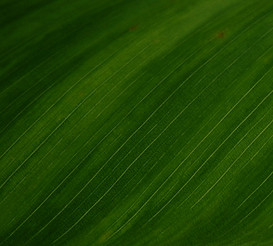 Green Leaf_edited.jpg