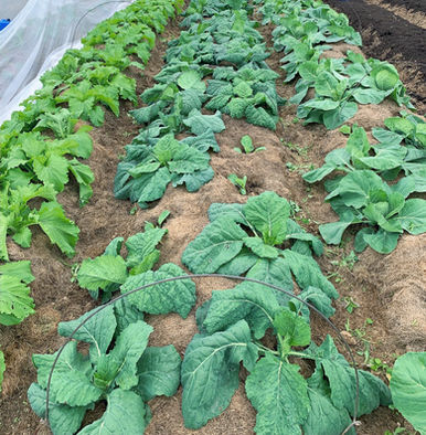 choux différentes variétés sur planche permanente