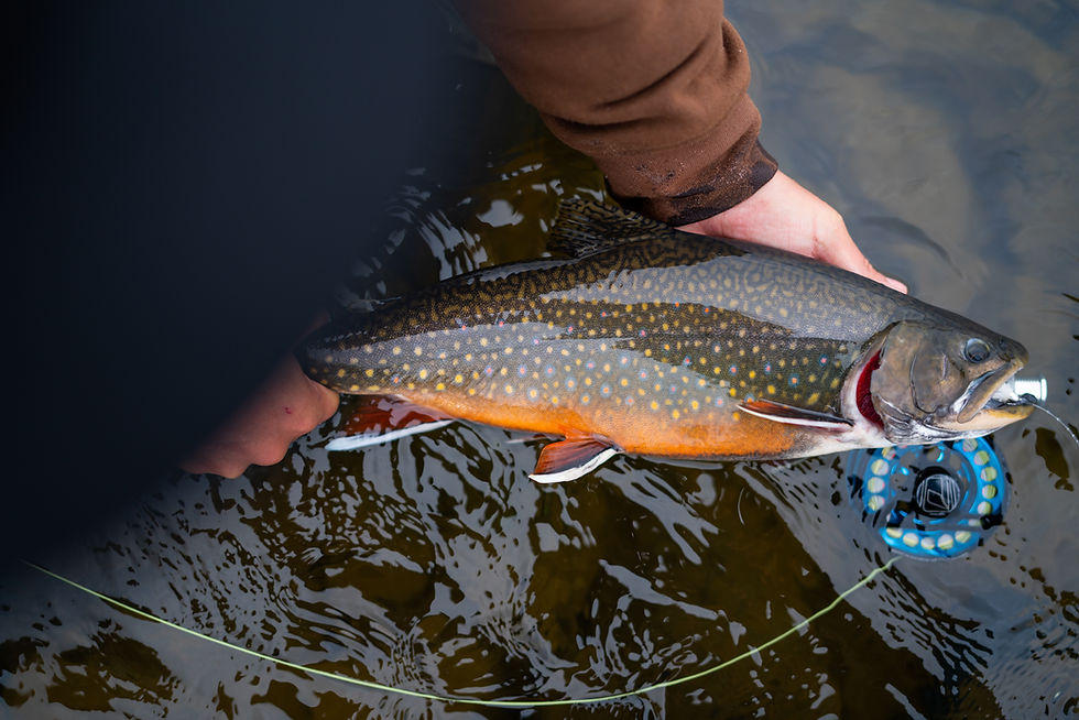 21-peche-7.jpg