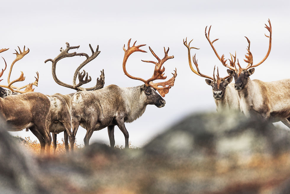 23-caribou-16.jpg