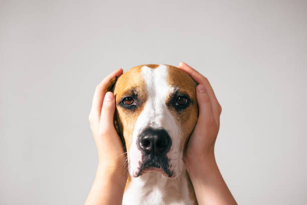 How can I calm my dog during Diwali fireworks?