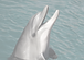 Dolphin at Sea_edited_edited.png