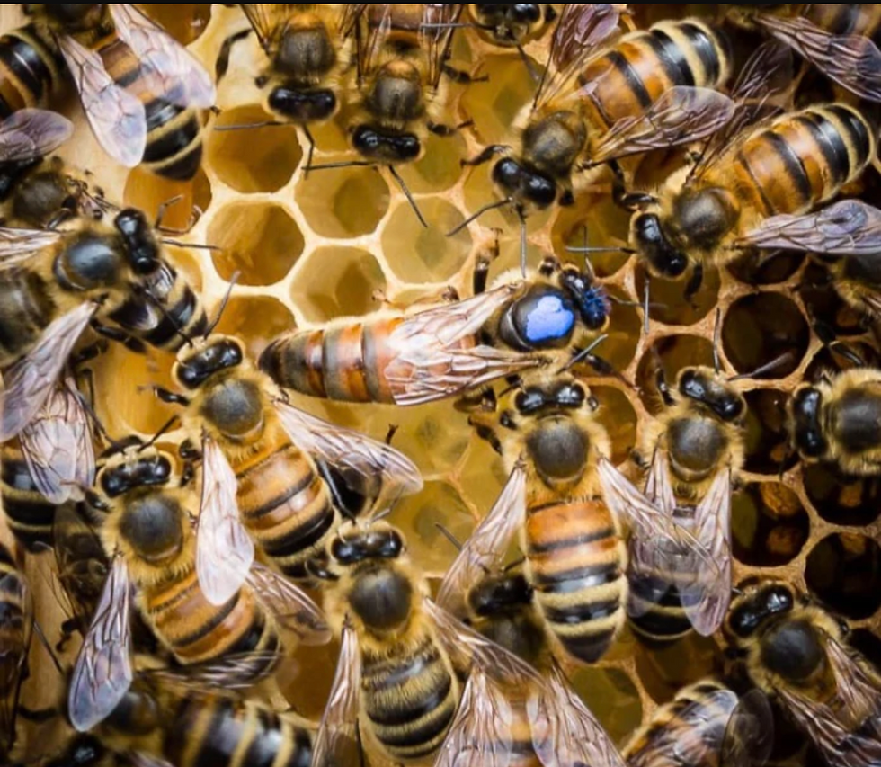 Heritage Honeybee Farm