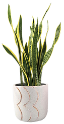 Costco Pot Images-02.png