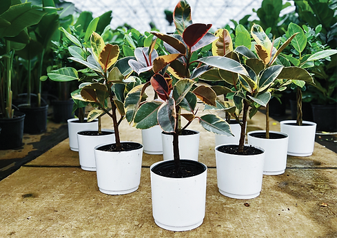 A photo of ficus ruby and yellow gem set up in a bowling ball pin fashion. Set in our greenhouse.