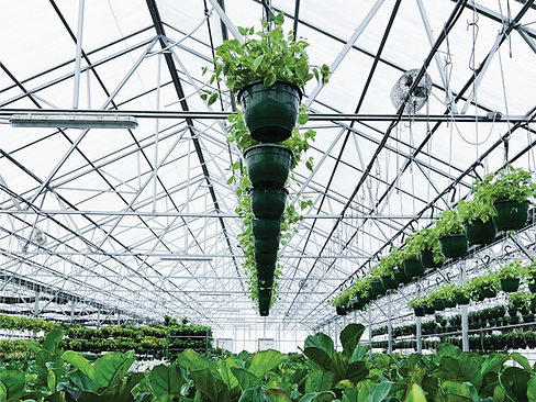 A row of pothos hanging baskets in our greenhouse.