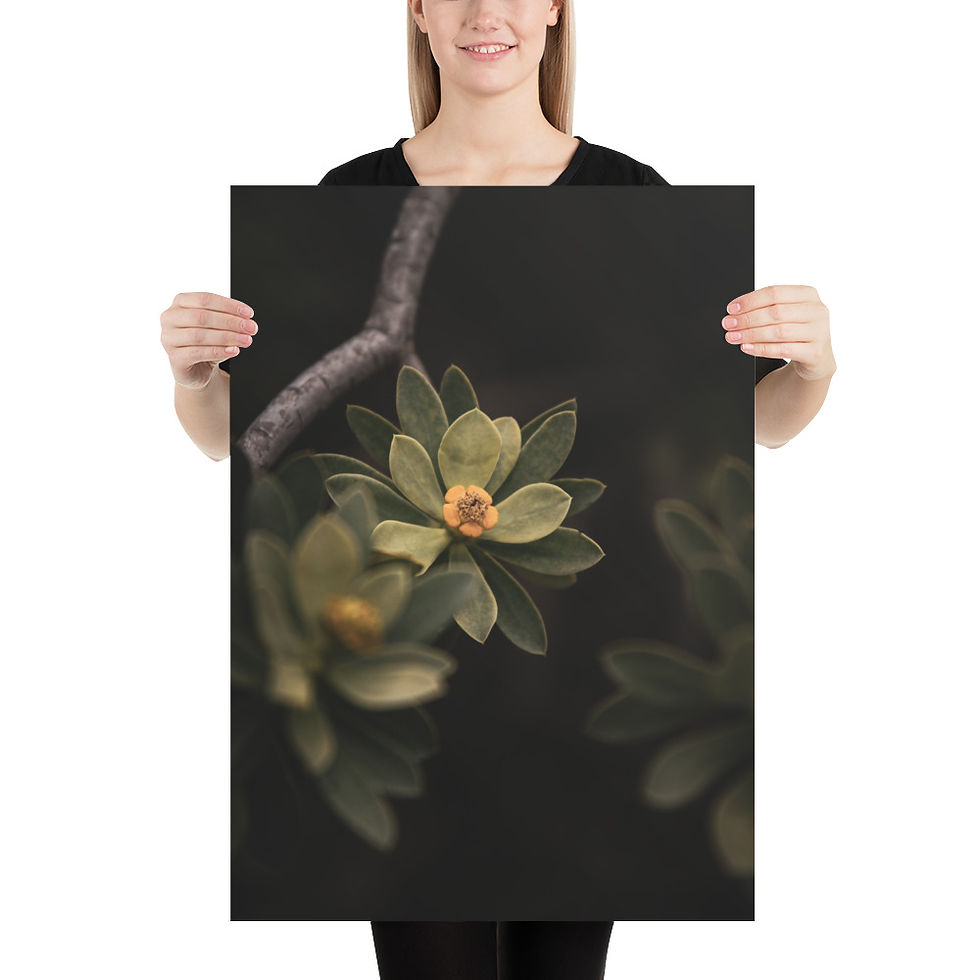 Miniatura: Flores Amarelas | Poster Colorido