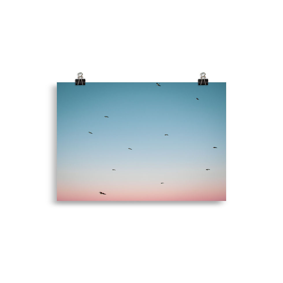 Miniatura: Gaivotas no Céu | Poster Colorido