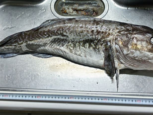 🧪 研究No.005｜タラ｜パリパリ皮のソテーへの挑戦