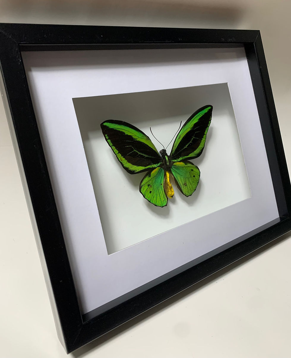 Thumbnail: Ornithoptera Priamus