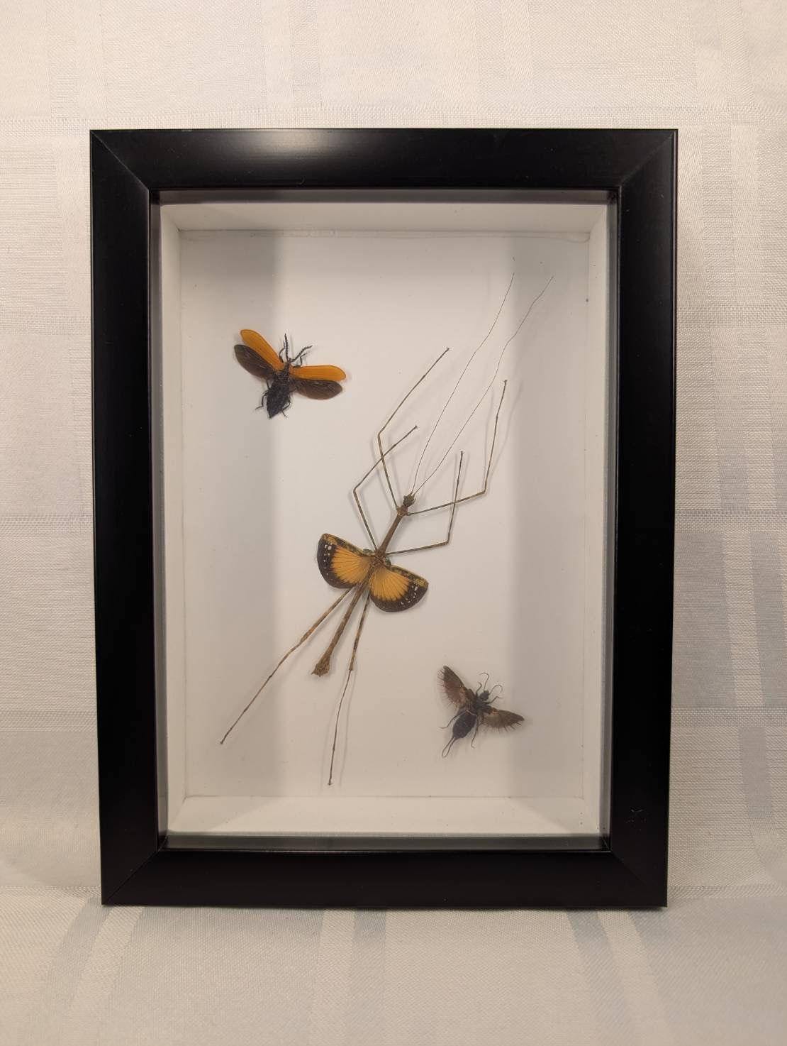 Stick Insect and Grasshoppers