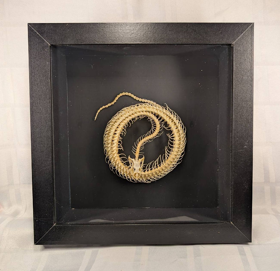 Thumbnail: Chinese Rat Snake skeleton 