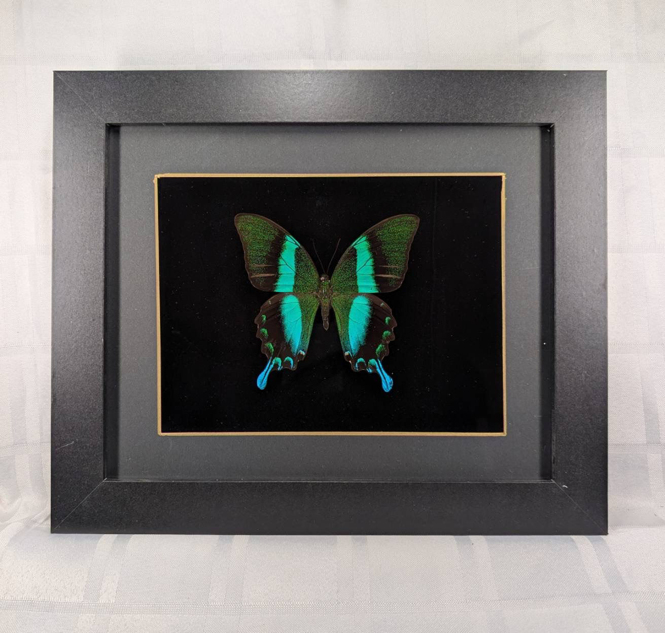 Peacock Swallowtail