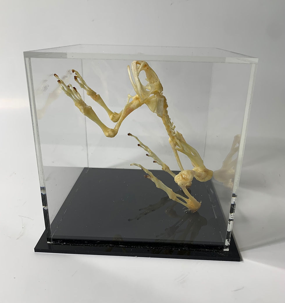 Thumbnail: Asian Toad Skeleton 