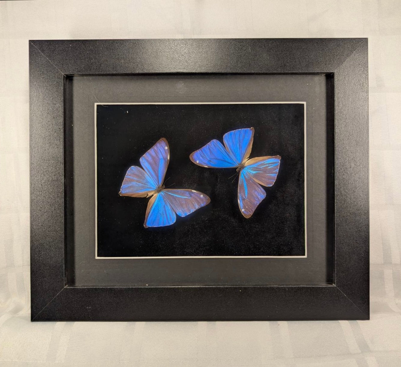 Morpho Adonis Duo