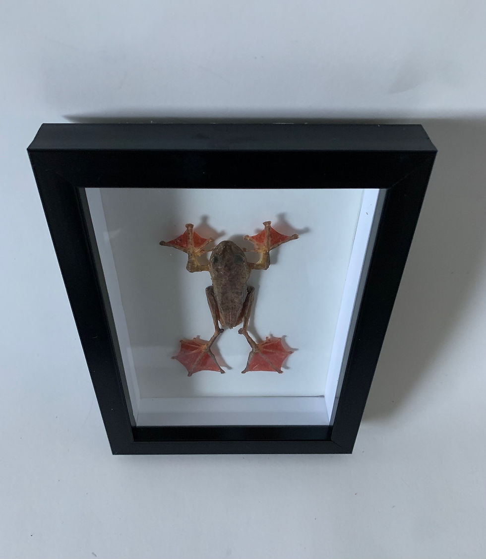 Thumbnail: Harlequin Tree Frog Taxidermy 