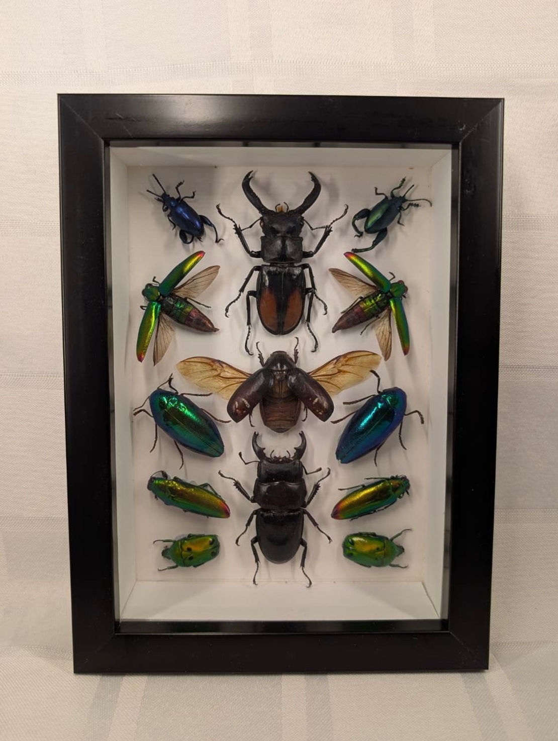 Beetle group
