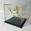 Thumbnail: Asian Toad Skeleton 