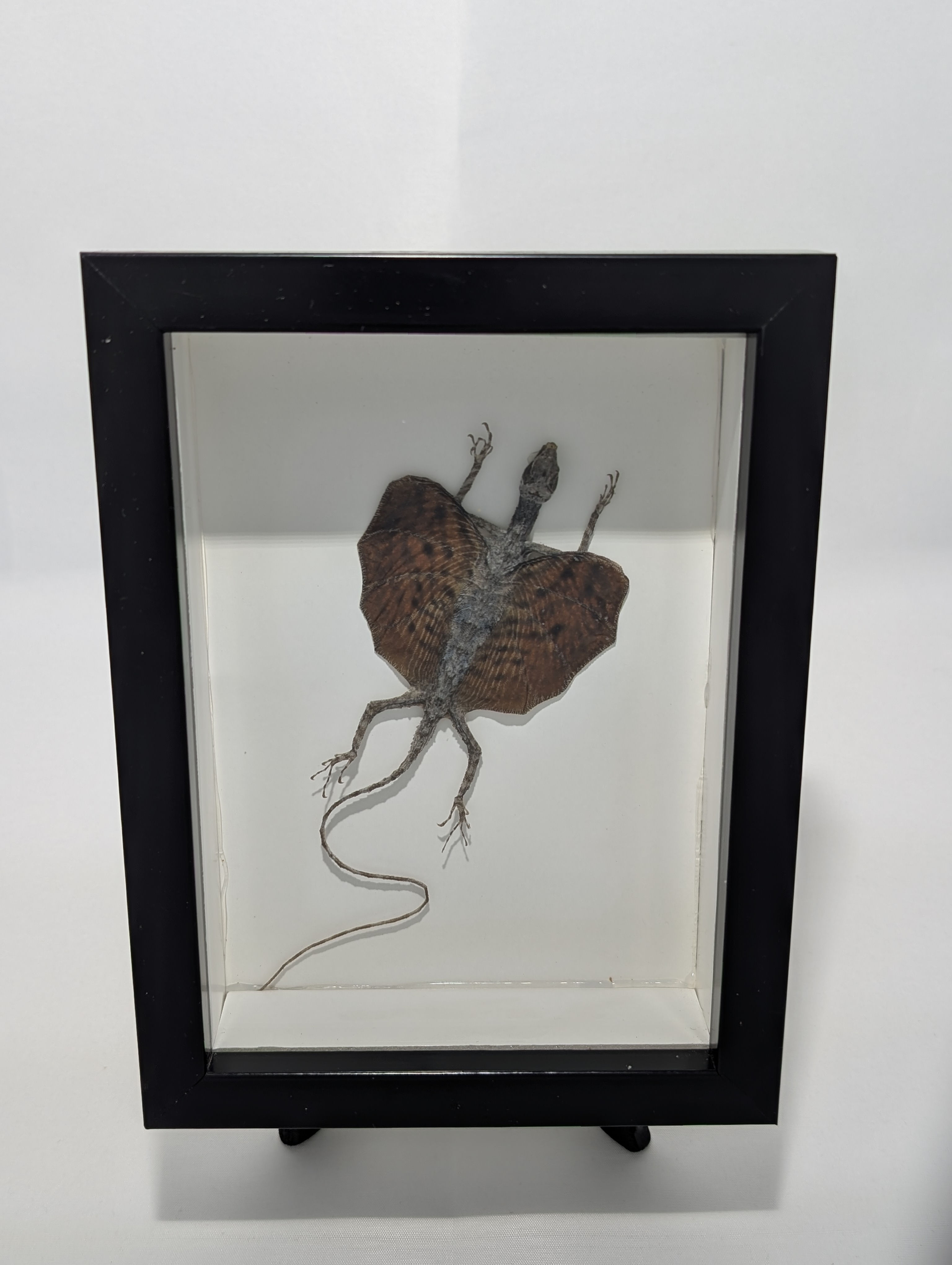 Gliding Lizard Taxidermy 