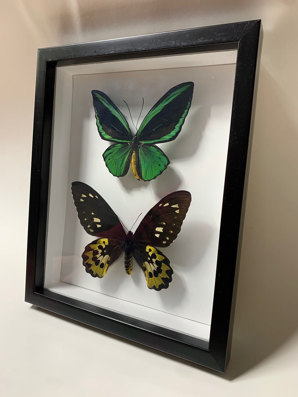 Thumbnail: Ornithoptera Priamus male & female