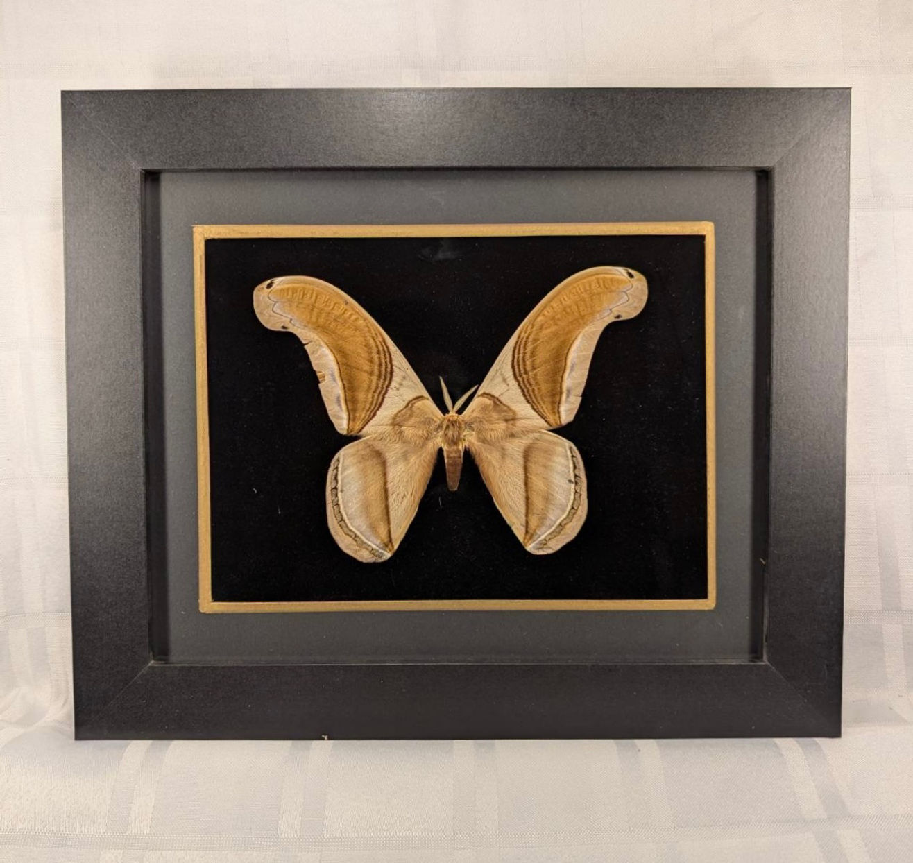 Bat Moth