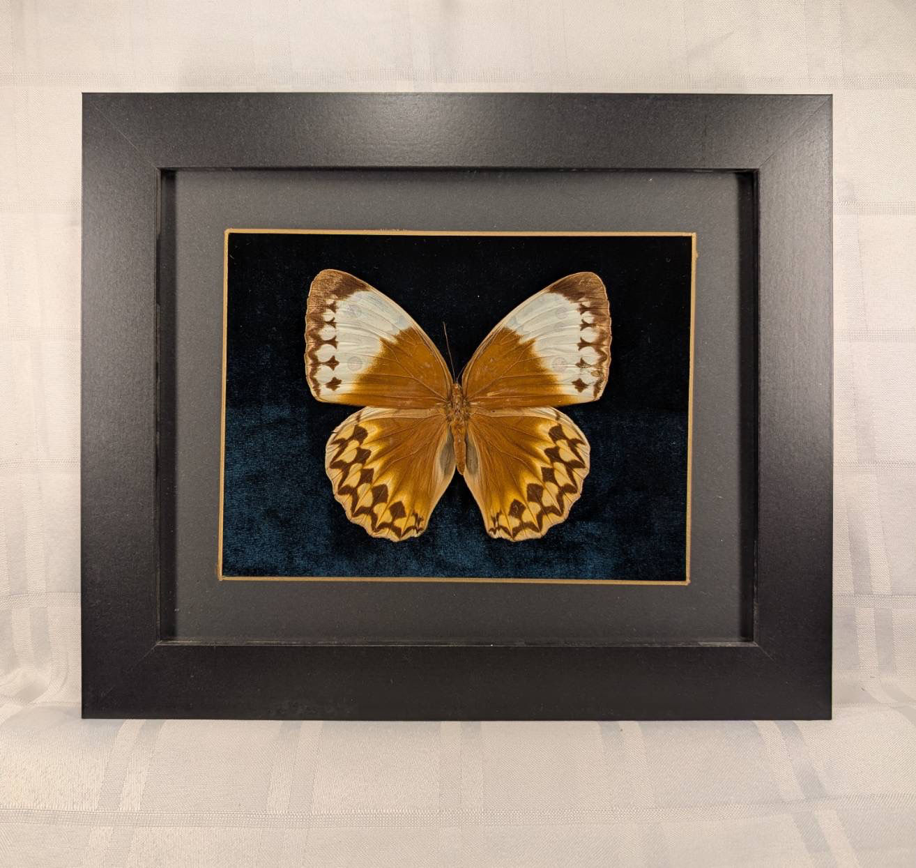 Jungle Queen Butterfly