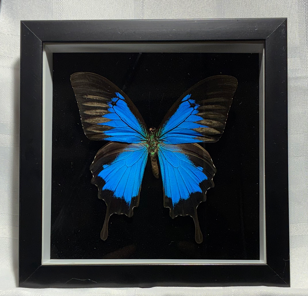 Mountain Blue Swallowtail