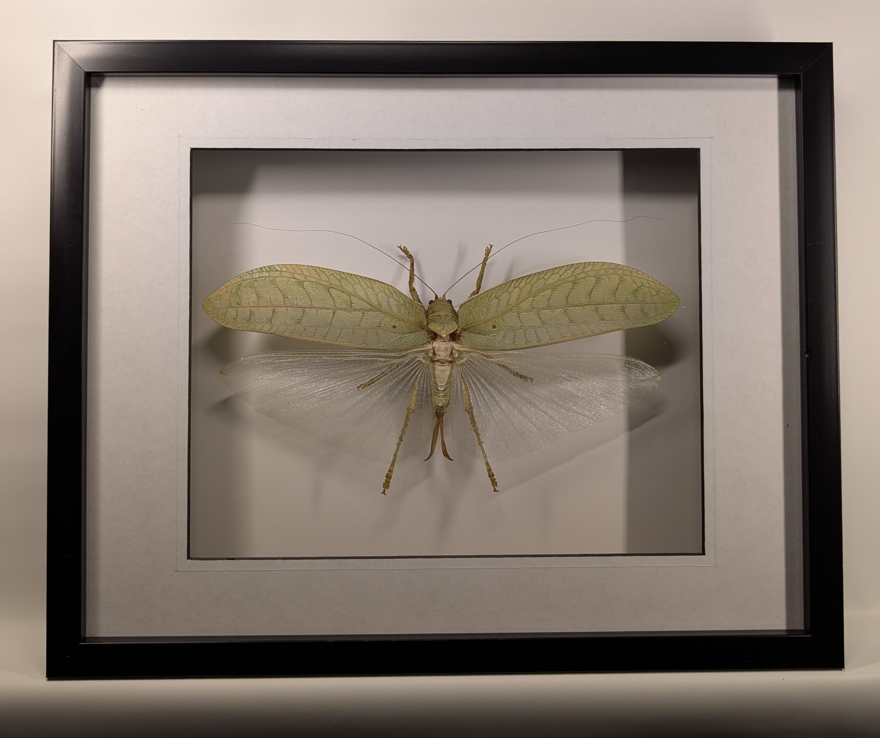 Leaf Mimic Grasshopper