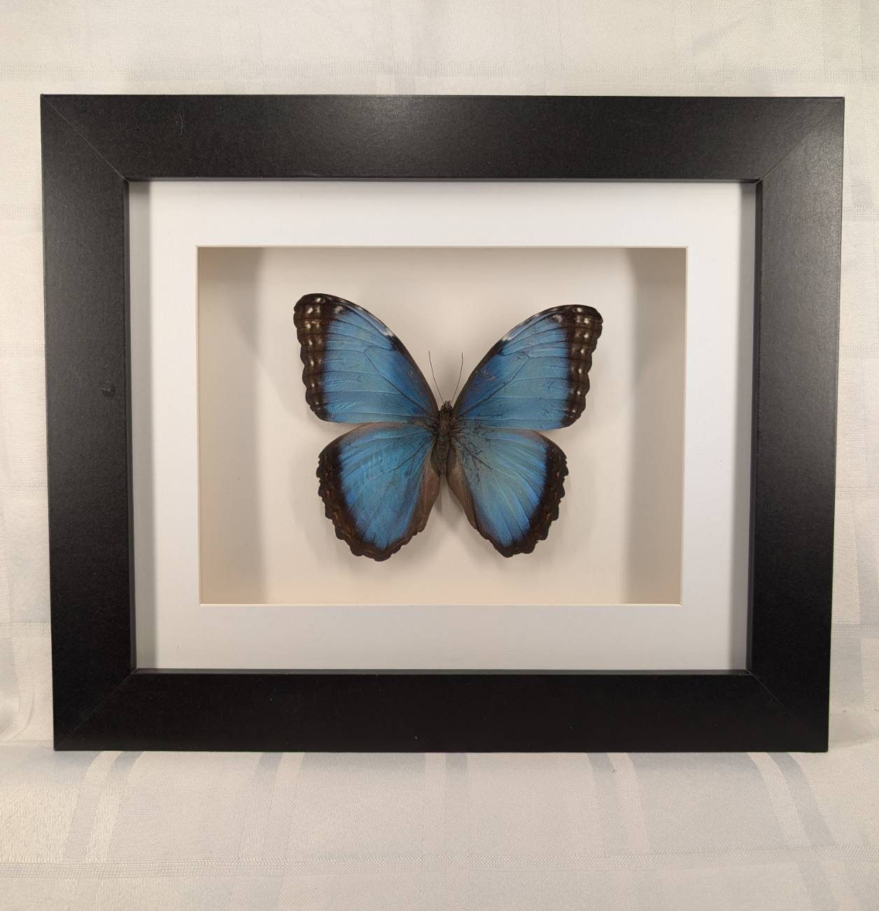 Blue Morpho Butterfly