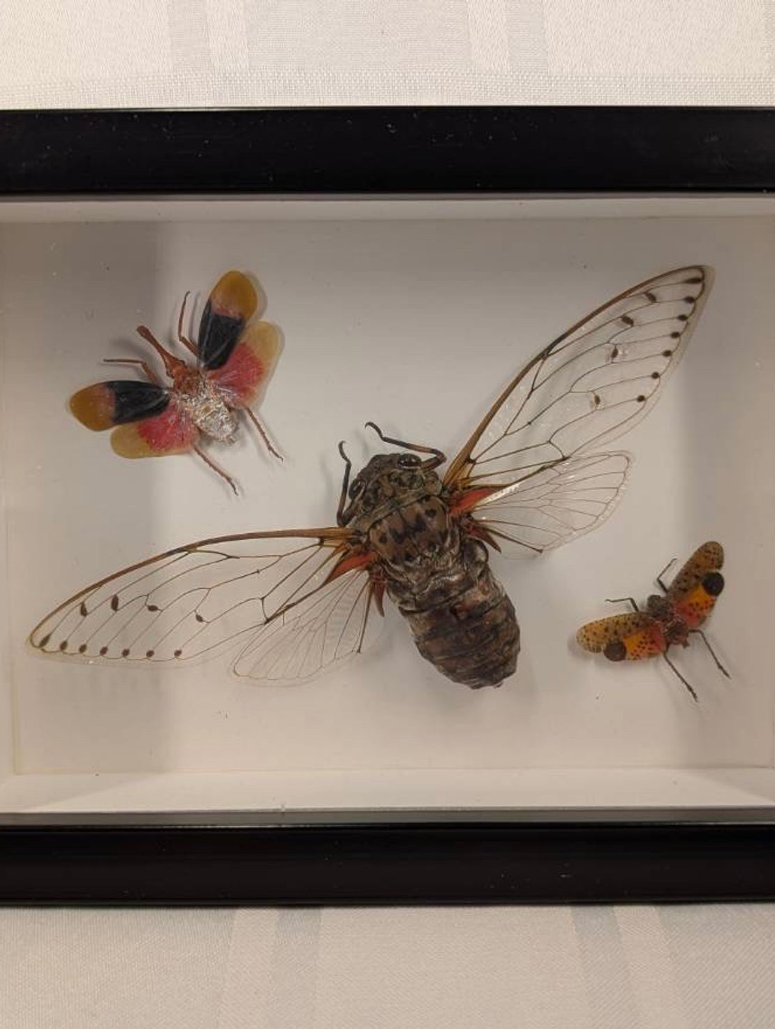 Lanternflies and Cicada
