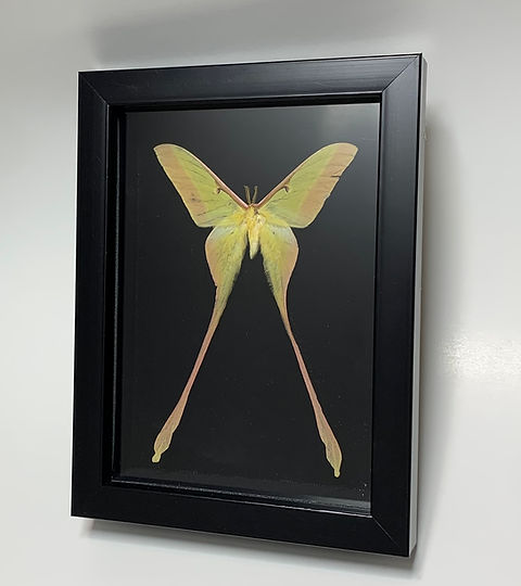 昆虫標本 大型モンギロー二ホソアカ 77mm 飼育品 昆虫標本 大型