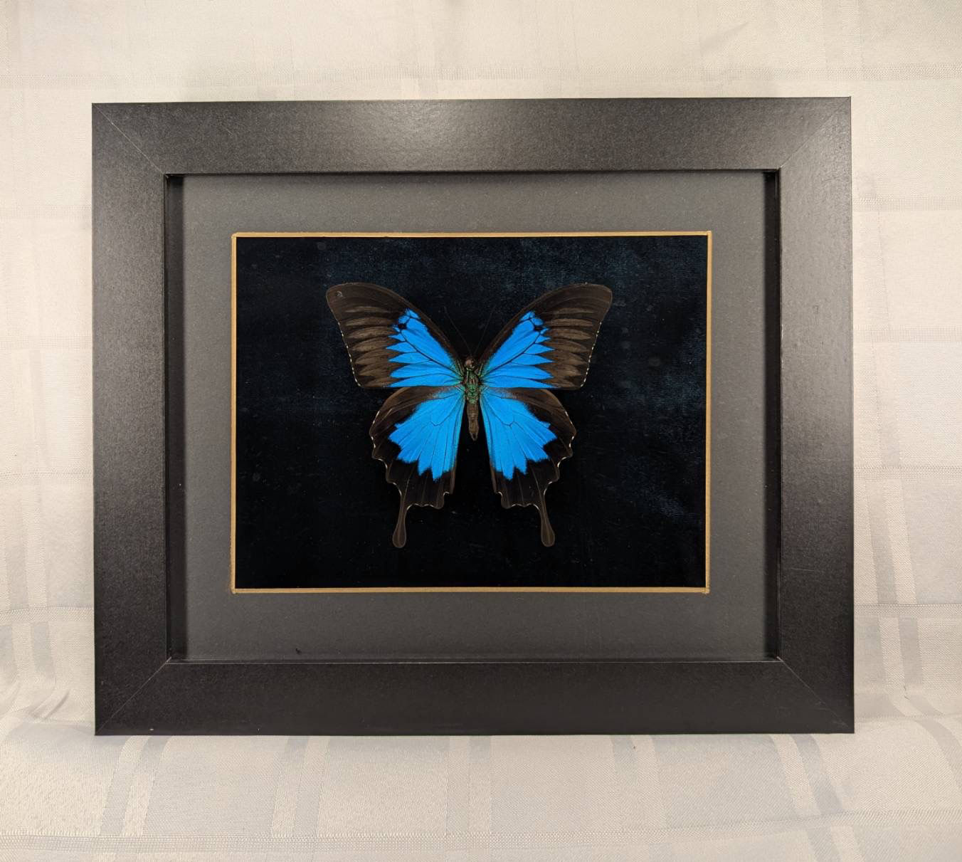 Mountain Blue Swallowtail
