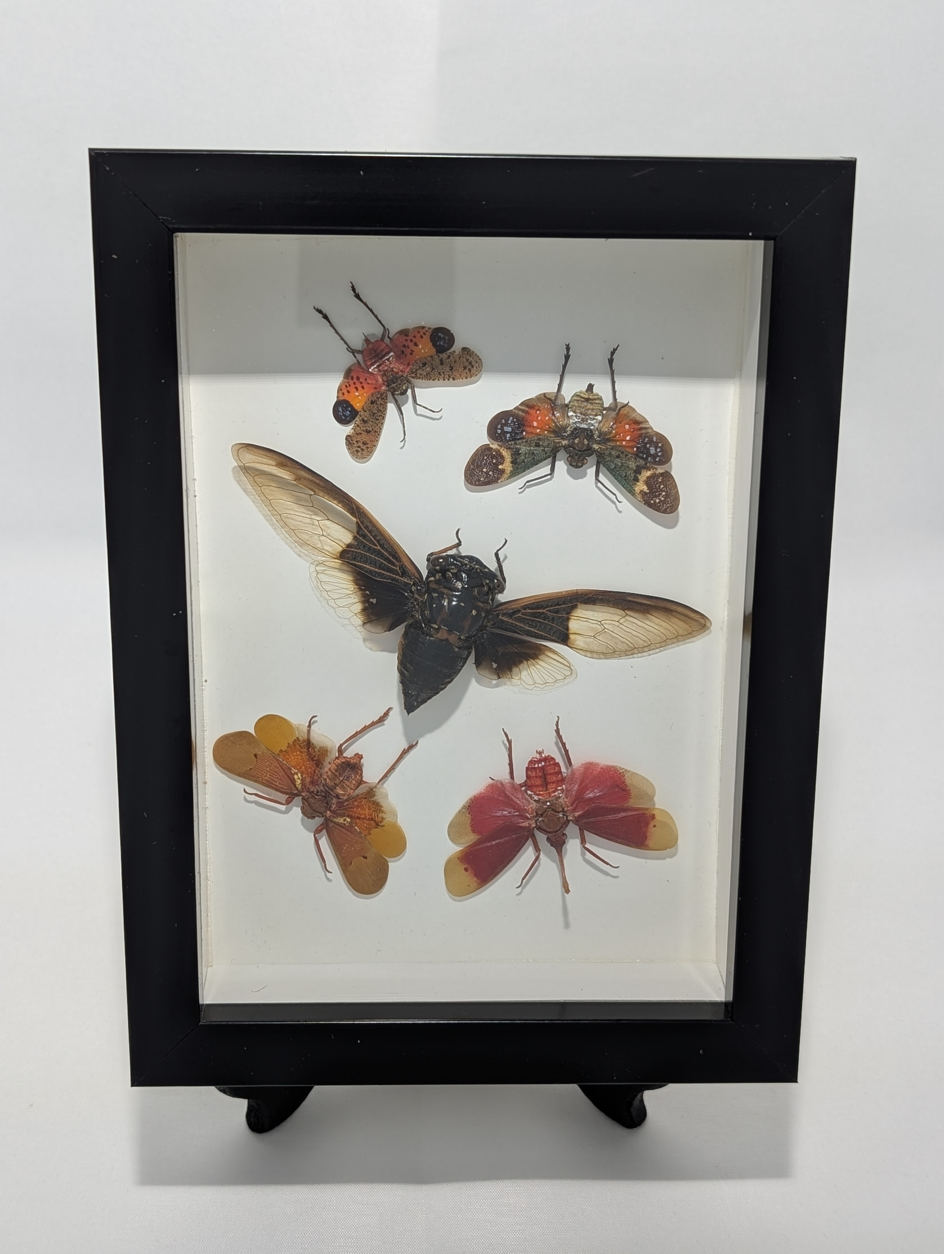 Lanternflies and Cicada