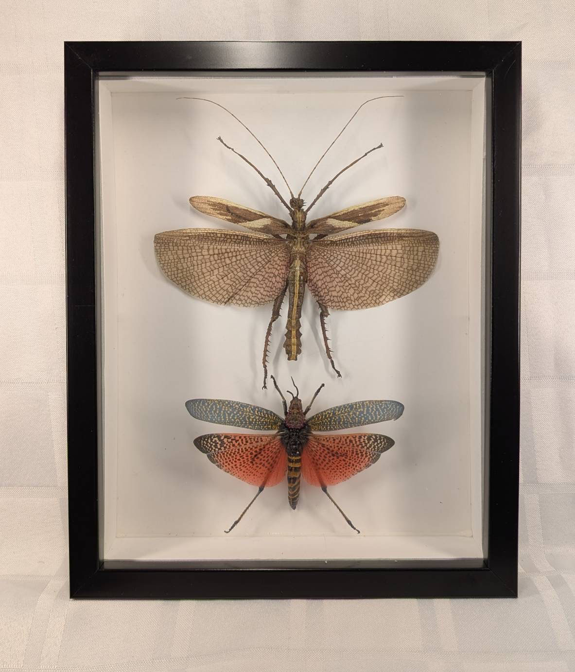 Grasshopper Duo