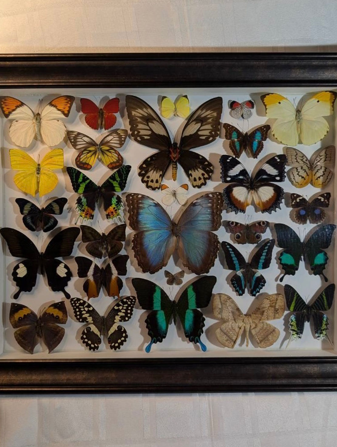 Butterfly Collection