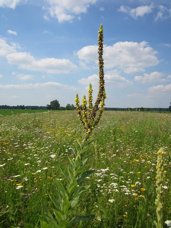 mullein plant in a field