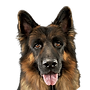 shepherd_edited.png