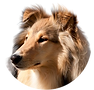 collie_edited.png