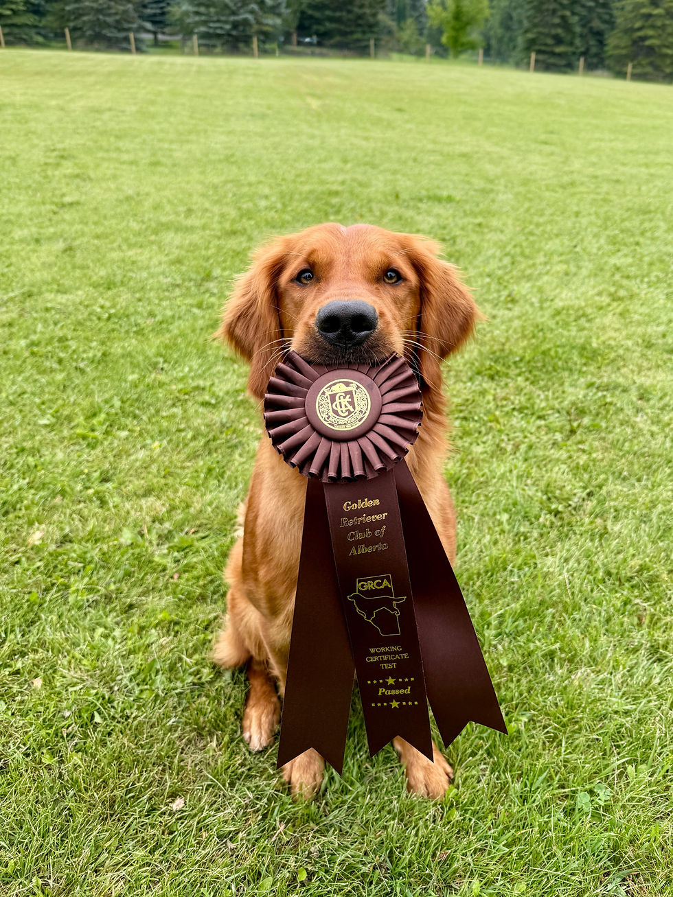 Maui Working Certificate