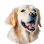 yellow.png